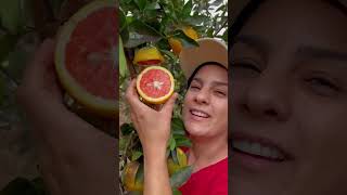 Minha coleção de frutas