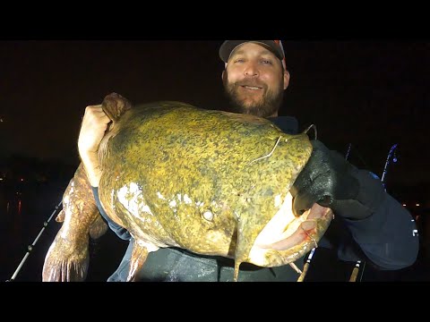 My Favorite Bait for Flatheads PAYS off Big