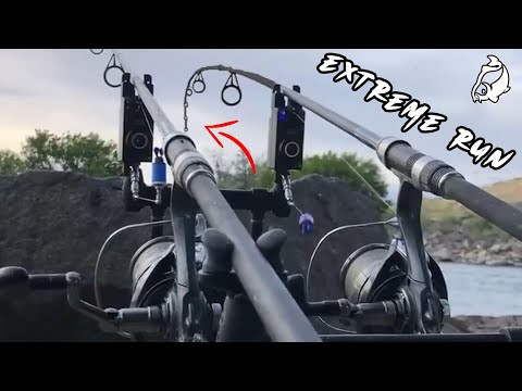 CARP RUN COMPILATION 2024! EXTREME CARP RUN'S