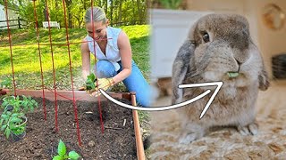 Planting a Garden for My Rabbit (Part Two)