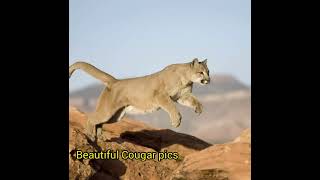 Beautiful Cougar pics