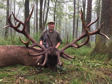 Hunting big red stags in Romania - Junge Jagd