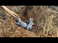 Rescue of wild newborn kittens in the wilderness - Pets Rescue Rescue of wild newborn kittens in the wilderness