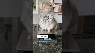 All hail the King 😳👑 #Linus #shorts #pets #king