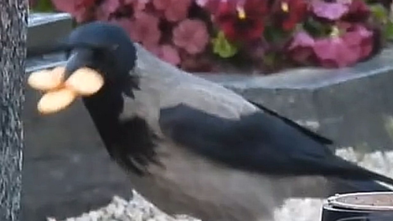 Cracker expert holder