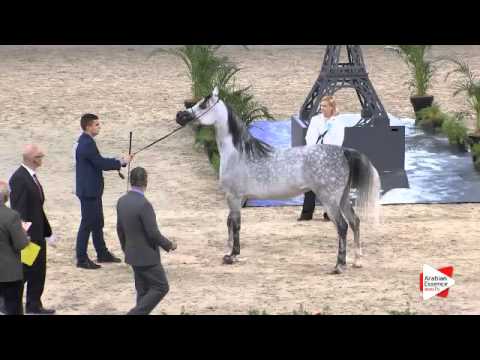 N.59 ZIGI ZANA - Paris 2015 - 4+ year old mares (Class CM3 A)