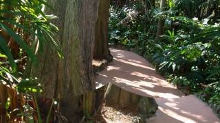 preview picture of video 'Pinecrest Gardens in Pinecrest Florida, Marie Story'