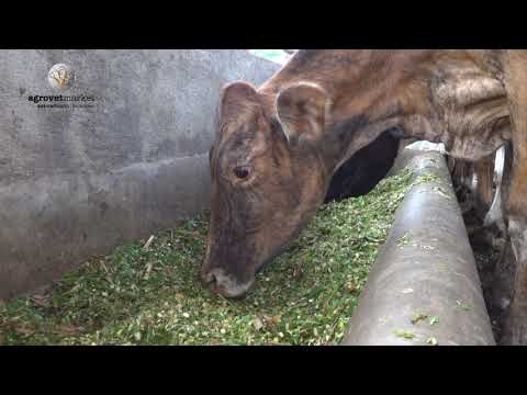 Modificador orgánico Modivitasan (Ganaderia Cisneros)