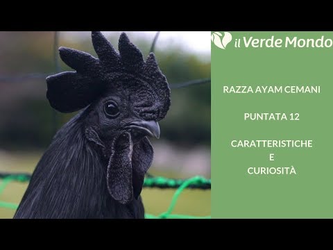 , title : 'La Razza Ayam Cemani | Caratteristiche di questa razza avicola | Puntata 12'