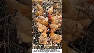Download lagu Forest Floor Eggs – A Free‑Range Hen’s Gift Every Morning 🌳🥚 mp3 Download lagu Forest Floor Eggs – A Free‑Range Hen’s Gift Every Morning 🌳🥚 mp3