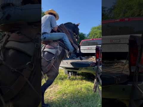 JUMPING MULE #clips #video #outdoors #horse #mule #arkansas #music
