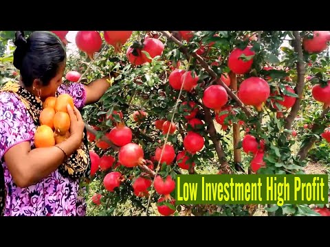 , title : 'Pomegranate Farming Business Ideas - How to Make Money on Pomegranate Cultivation - Farming Ideas'