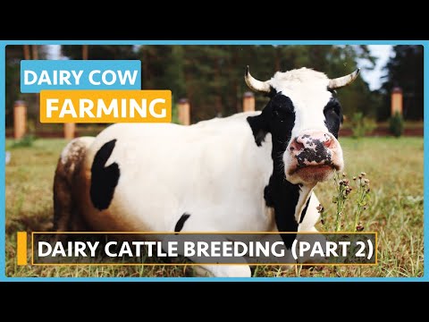 Dairy Cow Farming Lesson 1 Introduction to Dairy Farming Course