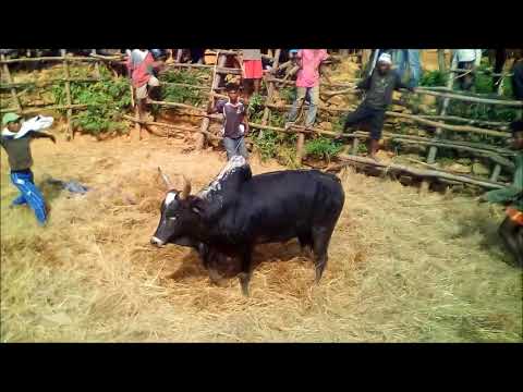 Savika Bandin'Ambohimanarivo,milalao  Omby