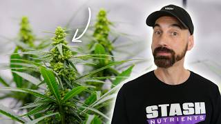 Making Feminized Seeds With My Chill Out OG Strain