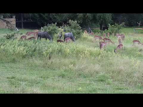 Djuma: Impalas and Wildebeests - 17:25 - 03/23/21