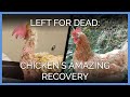 Rescued Chicken Makes INCREDIBLE Transformation
