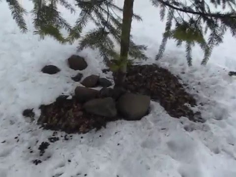 download lagu mp3 mp4 Elk Poop Images, download lagu Elk Poop Images gratis, unduh video klip Elk Poop Images