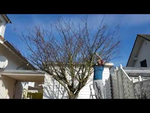 Mirabellen Baum Frühlingsschnitt - Timelapse