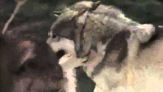 The Guess Who - Clap For The Wolfman (with lyrics)