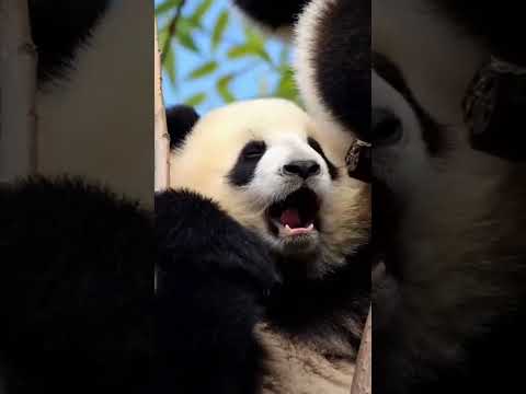 樹上怎麼結熊貓了？ 樹上長出熊貓了 #熊貓聽懂四川話系列 #熊貓基地看熊貓 #國寶不愧是國寶 #國寶 #來這吸熊貓