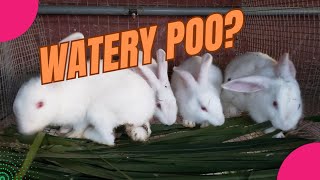 Easy step to cure diarrhea in your rabbits. @scentfarms