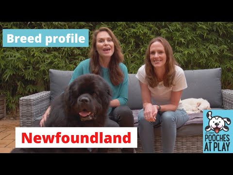 Newfoundland Breed Profile - Expert Dog Training & Dog Health Tips | S7 Ep1 | Pooches at Play