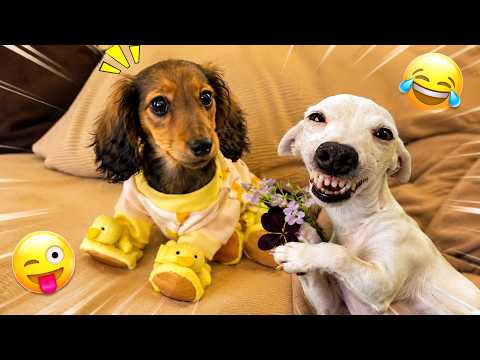 Funny ANIMALS videos😊 - Funniest CATS😹 and DOGS🐶 | Crazy Pet Fails - Try Not To Laugh 😂 Daily Fun