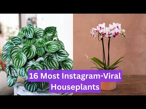 16 Most Instagram Viral Houseplants | Viral Houseplants That Blow Up