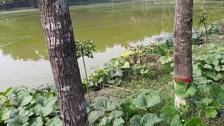 আঞ্চলিক সমবায় ইনস্টিটিউট ফেনী এর সমন্বিত সবজি এবং মাছ চাষ
