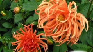 Johnny Reid -  Love Sweet Love