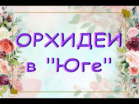 ОРХИДЕИ:завоз в "ЮГЕ",31.08.19.Приветы на Украину Татьяне и Валентине :)