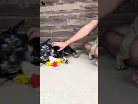 Video 5