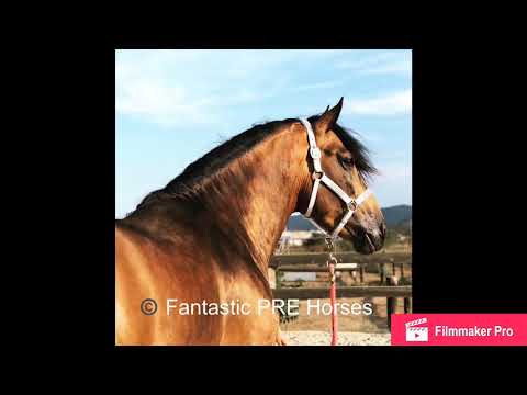 PERI - PRE 2015 stallion buckskin Dressage ~ For Sale ~