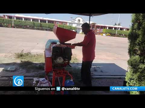 Video: En Valle de Chalco, árboles de Navidad se convierten en recurso sustentable para el medio ambiente