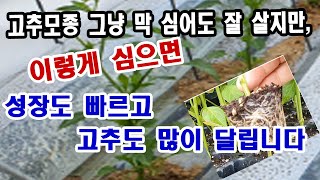 고추모종 그냥 막 심어도 잘 살지만. 이렇게 심으면 성장도 빠르고 고추도 더 많이 열립니다.(텃밭 고추재배,…