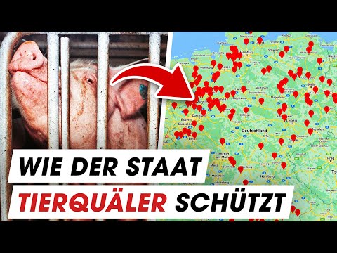 HEIMLICH GEFILMT: 171 Fälle von Tierquälerei
