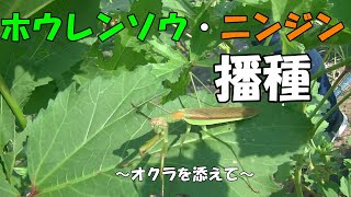 ホウレンソウ・ニンジンの種まき～オクラを添えて～