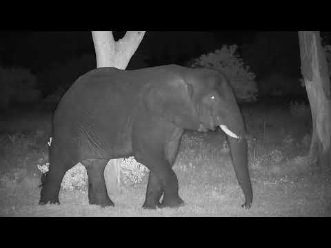 Djuma: Two Elephant bulls - 20:58 - 01/14/2020