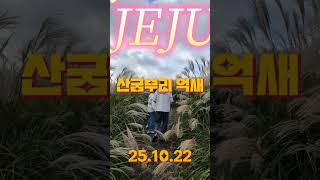 제주투어택시 친절한권기사 의 실시간 억새상황 #산굼부리 #제주투어택시 #제주가을여행 #제주억새명소