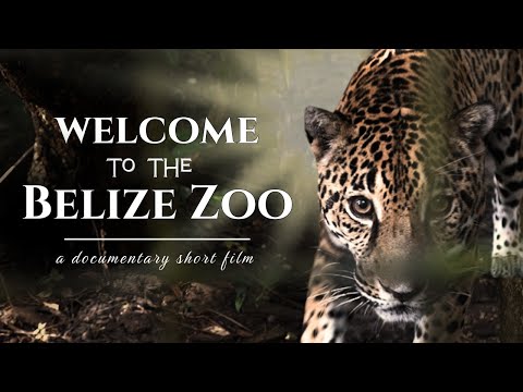 WELCOME TO THE BELIZE ZOO | Short Film Documentary