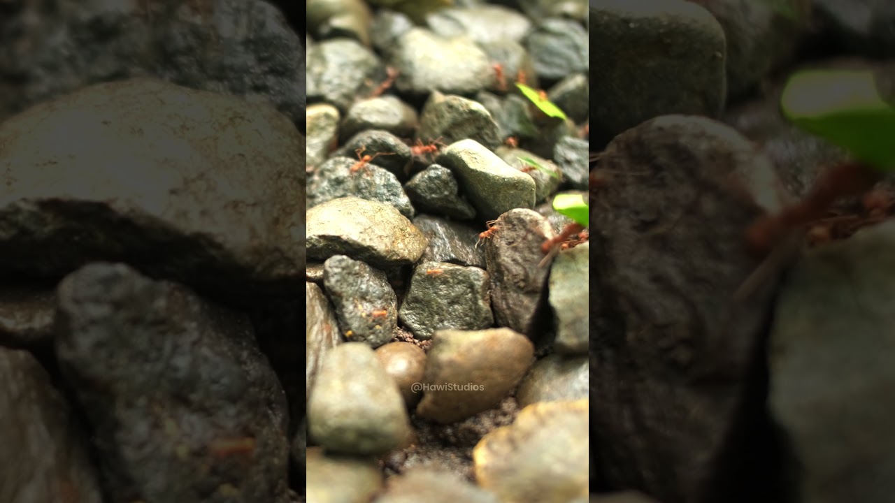 Leaf-cutter Ant Foraging: Leaf Transport & Colony Mechanics
