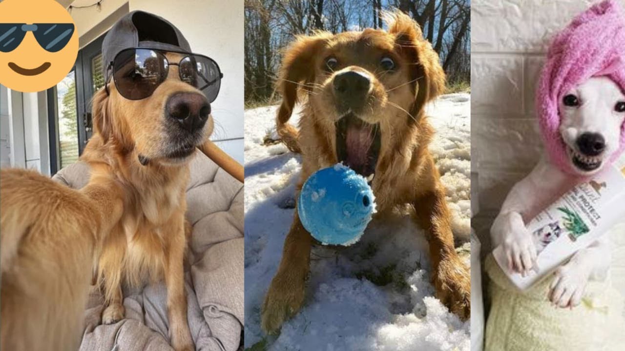 I’m 101% Sure You’ll LAUGH EXTREMELY HARD 😂 | Funny Dog Compilation 2025 #115 🐶🤣