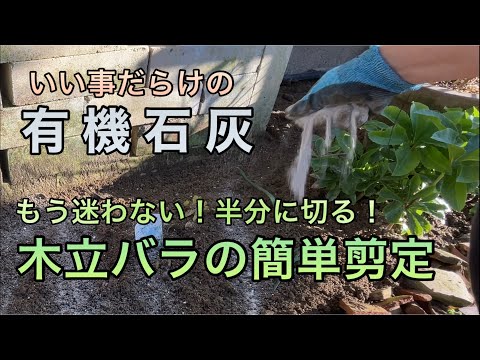 なぜ庭に灰を置くのですか？いつ、どこで、どのようにして?これらの 5 つの使い方はあなたを驚かせます!  庭園