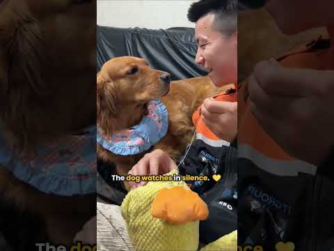 Waiting Patiently for His Toy to Be Ready Again ❤️