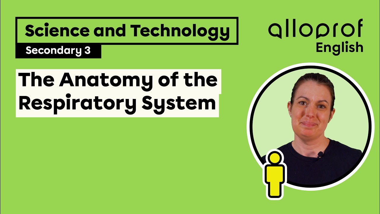Anatomy of the Respiratory System