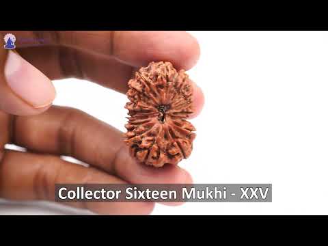 Rudraksha Product Image