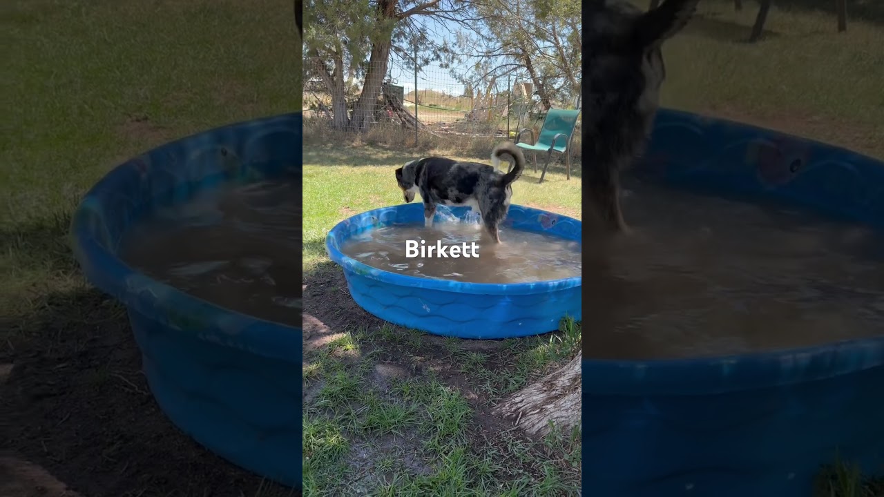 Birkett, a Adoptable mixed breed in Durango, CO video 2/5
