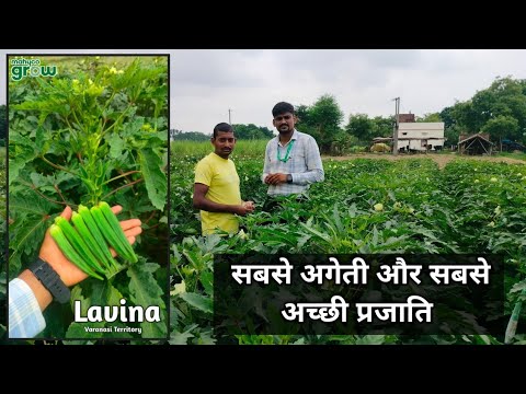 Mahyco Okra Best Variety Laveena | Okra Best Variety | Bhindi ki sabse ageti Prajati