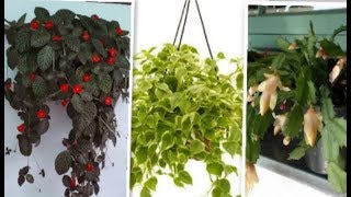 👉20 plantas pendentes - perfeitas para ambientes de meia sombra (confira) 👉20 plantas pendentes - perfeitas para ambientes de meia sombra (confira)